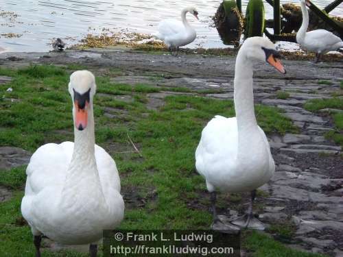 Swans